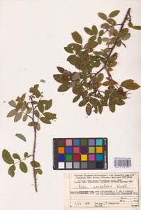 Rosa acicularis Lindl., Eastern Europe, Northern region (E1) (Russia)