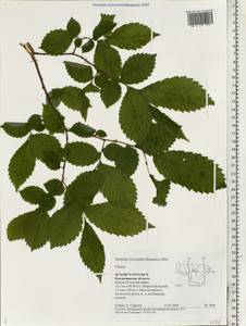 Ulmus, Eastern Europe, Central region (E4) (Russia)