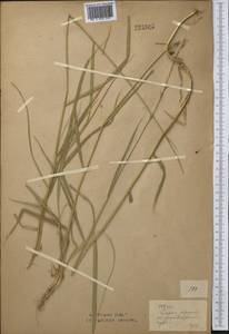 Leymus ramosus (K.Richt.) Tzvelev, Middle Asia, Northern & Central Kazakhstan (M10) (Kazakhstan)