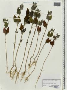 Atriplex oblongifolia Waldst. & Kit., Eastern Europe, Rostov Oblast (E12a) (Russia)