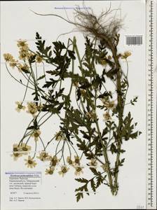 Tanacetum partheniifolium (Willd.) Sch. Bip., Caucasus, Stavropol Krai, Karachay-Cherkessia & Kabardino-Balkaria (K1b) (Russia)