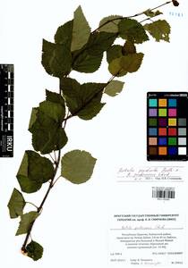 Betula pendula × pubescens, Siberia, Baikal & Transbaikal region (S4) (Russia)