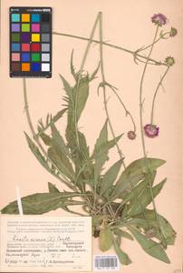 Knautia arvensis (L.) Coult., Eastern Europe, Northern region (E1) (Russia)