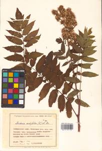 Sorbaria sorbifolia (L.) A. Braun, Siberia, Russian Far East (S6) (Russia)