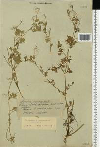 Corydalis capnoides (L.) Pers., Eastern Europe, Eastern region (E10) (Russia)
