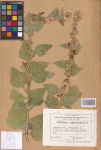 Althaea officinalis L., Eastern Europe, South Ukrainian region (E12) (Ukraine)