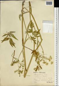 Angelica czernaevia (Fisch. & C. A. Mey.) Kitag., Siberia, Russian Far East (S6) (Russia)