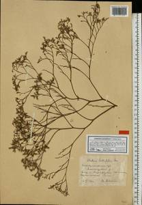 Limonium sareptanum (A.K.Becker) Gams, Eastern Europe, South Ukrainian region (E12) (Ukraine)