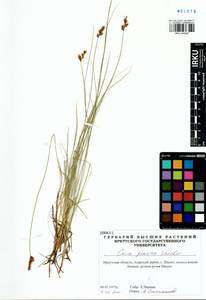 Carex praecox Schreb., Siberia, Baikal & Transbaikal region (S4) (Russia)