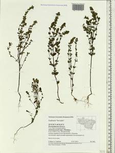 Euphrasia × vernalis List, Eastern Europe, Central region (E4) (Russia)