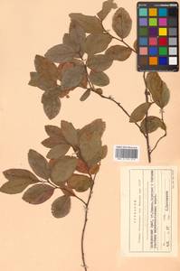 Spiraea salicifolia L., Siberia, Russian Far East (S6) (Russia)