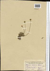 Papaver croceum Ledeb., Middle Asia, Pamir & Pamiro-Alai (M2) (Tajikistan)