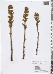 Orobanche alba Steph. ex Willd., Eastern Europe, Rostov Oblast (E12a) (Russia)