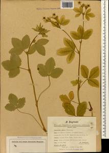 Potentilla elatior Willd. ex D. F. K. Schltdl., Caucasus, Georgia (K4) (Georgia)
