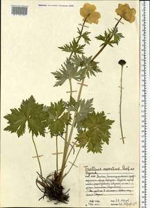 Trollius apertus Perfil. ex Igoschina, Eastern Europe, Northern region (E1) (Russia)