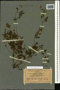 Geranium robertianum L., Caucasus, Azerbaijan (K6) (Azerbaijan)