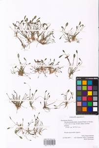 MHA 0 159 736, Limosella aquatica L., Eastern Europe, Central region (E4) (Russia)