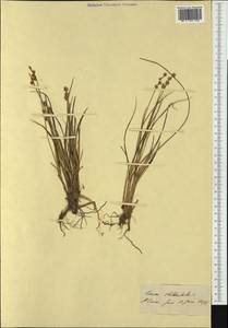Carex echinata Murray, Western Europe (EUR) (Switzerland)