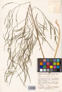 Asparagus officinalis L., Eastern Europe, Lower Volga region (E9) (Russia)