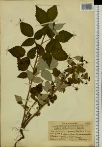 Rubus sachalinensis H. Lév., Siberia, Altai & Sayany Mountains (S2) (Russia)