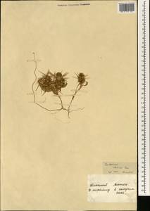 Centaurea iberica Trevis. ex Spreng., Africa (AFR) (Egypt)