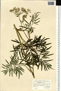 Ostericum maximowiczii (F.Schmidt) Kitag., Siberia, Russian Far East (S6) (Russia)