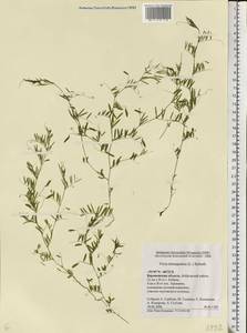 Vicia tetrasperma (L.)Schreb., Eastern Europe, Central forest-and-steppe region (E6) (Russia)