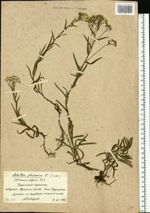 Achillea ptarmica subsp. ptarmica, Eastern Europe, North-Western region (E2) (Russia)