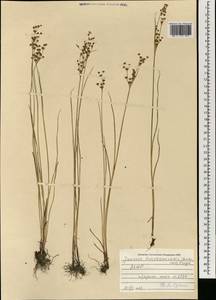 Juncus articulatus subsp. limosus (Worosch.) Worosch., Mongolia (MONG) (Mongolia)