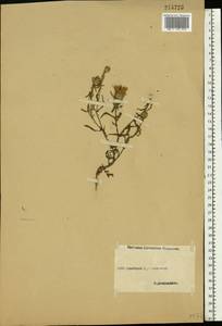 Centaurea, Eastern Europe, Middle Volga region (E8) (Russia)