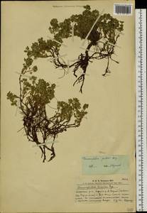 Dracocephalum paulsenii Briq., Siberia, Altai & Sayany Mountains (S2) (Russia)