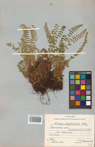 Woodsia polystichoides D. C. Eat., Siberia, Russian Far East (S6) (Russia)