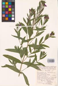 Epilobium hirsutum L., Eastern Europe, Lower Volga region (E9) (Russia)