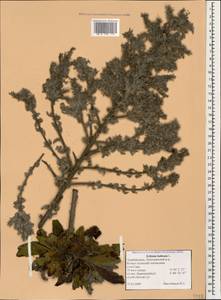 Echium italicum subsp. biebersteinii (Lacaita) Greuter & Burdet, Caucasus, Azerbaijan (K6) (Azerbaijan)