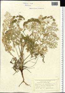 Kitagawia komarovii Pimenov, Siberia, Russian Far East (S6) (Russia)