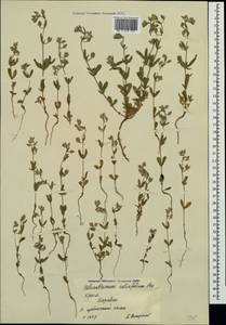 Helianthemum salicifolium (L.) Miller, Crimea (KRYM) (Russia)