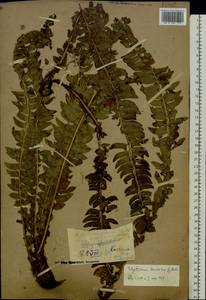 Polystichum lonchitis (L.) Roth, Eastern Europe, Northern region (E1) (Russia)