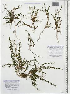Arenaria rotundifolia M. Bieb., Caucasus, Stavropol Krai, Karachay-Cherkessia & Kabardino-Balkaria (K1b) (Russia)