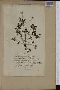 Geranium robertianum L., Eastern Europe, Lithuania (E2a) (Lithuania)
