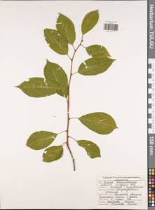 Prunus cerasus subsp. cerasus, Eastern Europe, Central region (E4) (Russia)
