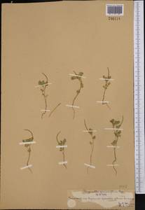 Trigonella geminiflora Bunge, Middle Asia, Syr-Darian deserts & Kyzylkum (M7) (Kazakhstan)