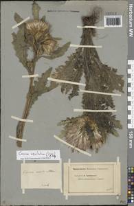 Cirsium esculentum (Siev.) C. A. Mey., Eastern Europe, Eastern region (E10) (Russia)