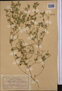 Trigonella geminiflora Bunge, Middle Asia, Kopet Dag, Badkhyz, Small & Great Balkhan (M1) (Turkmenistan)