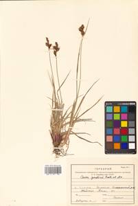 Carex gmelinii Hook. & Arn., Siberia, Russian Far East (S6) (Russia)