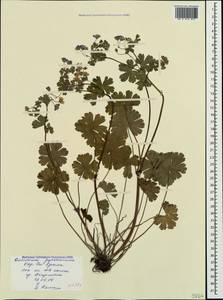 Geranium pyrenaicum Burm. f., Crimea (KRYM) (Russia)