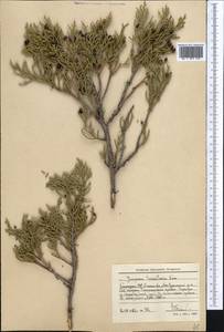 Juniperus pseudosabina Fisch. & C.A.Mey., Middle Asia, Pamir & Pamiro-Alai (M2) (Kyrgyzstan)