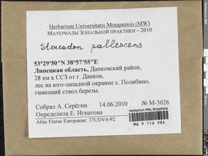 Jochenia pallescens (Hedw.) Hedenäs, Schlesak & D. Quandt, Bryophytes, Bryophytes - Central forest-and-steppe region (B10) (Russia)