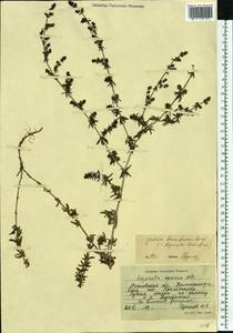 Galium humifusum M.Bieb., Eastern Europe, Rostov Oblast (E12a) (Russia)