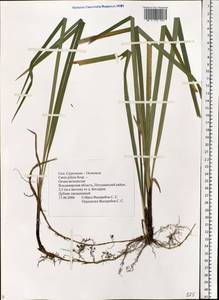 Carex pilosa Scop., Eastern Europe, Central region (E4) (Russia)