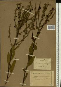 Verbascum chaixii subsp. orientale (M. Bieb.) Hayek, Eastern Europe, Rostov Oblast (E12a) (Russia)
